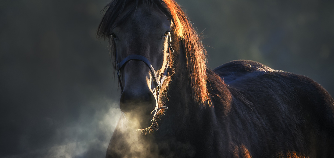 Suplemento Energético para Cavalos Gamarice - Agroexpress